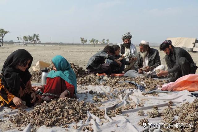 中国大量进口阿富汗松子,阿富汗松子中国有吗