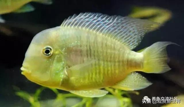 食土鲷一般多大尺寸,食土鲷哪个品种小一点