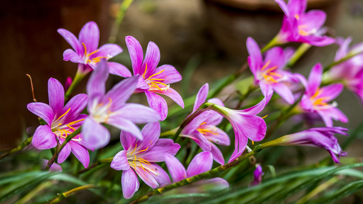 养花也要经历九九八十一难,养花的苦恼有哪些