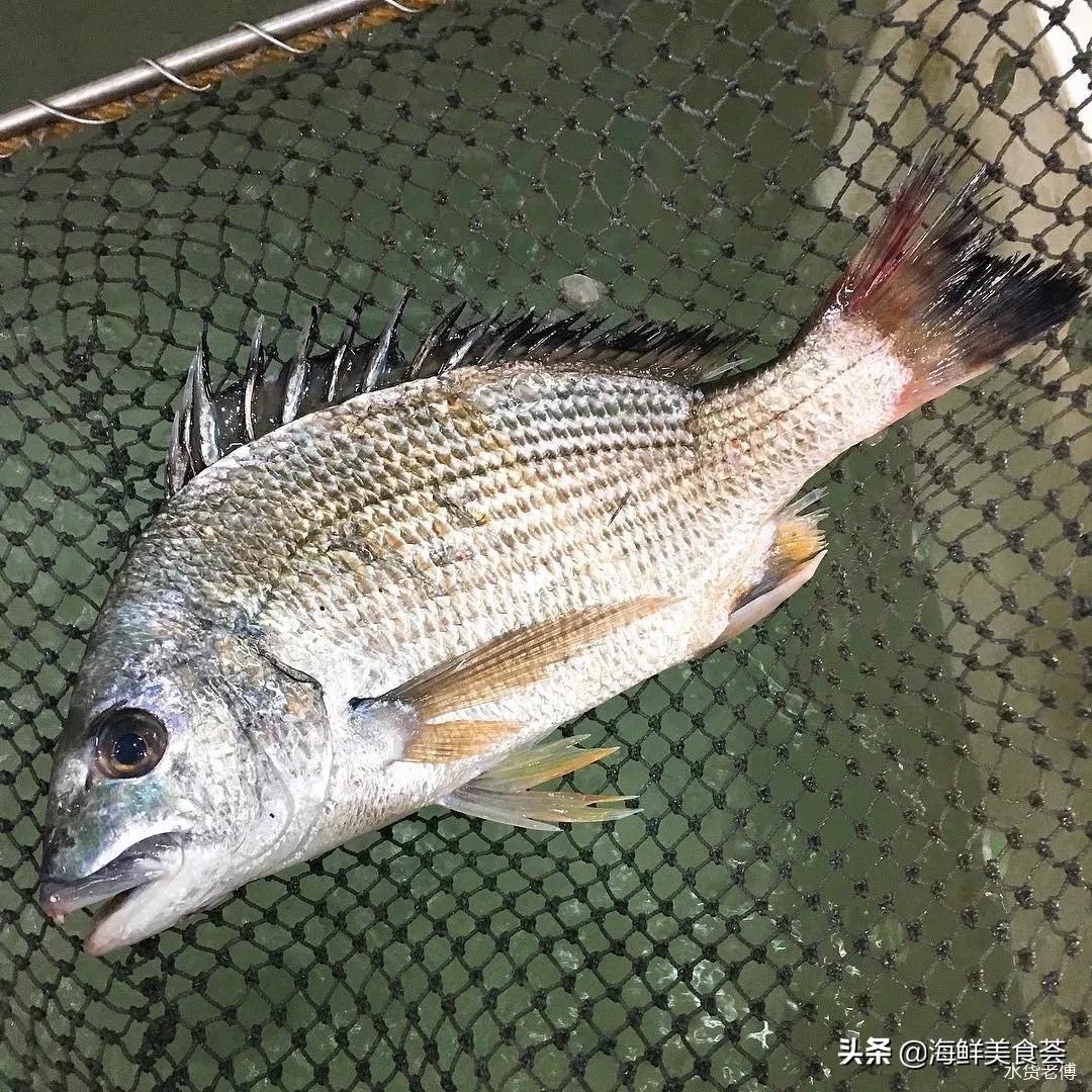 黄翅鱼如何分辨野生和养殖 (怎么看黄翅鱼是不是野生的)