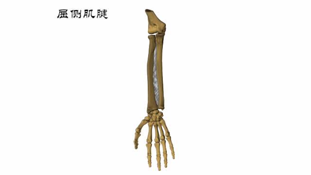 手部肌腱不完全断裂能完全复原吗,手部屈指肌腱损伤最难处理的部位