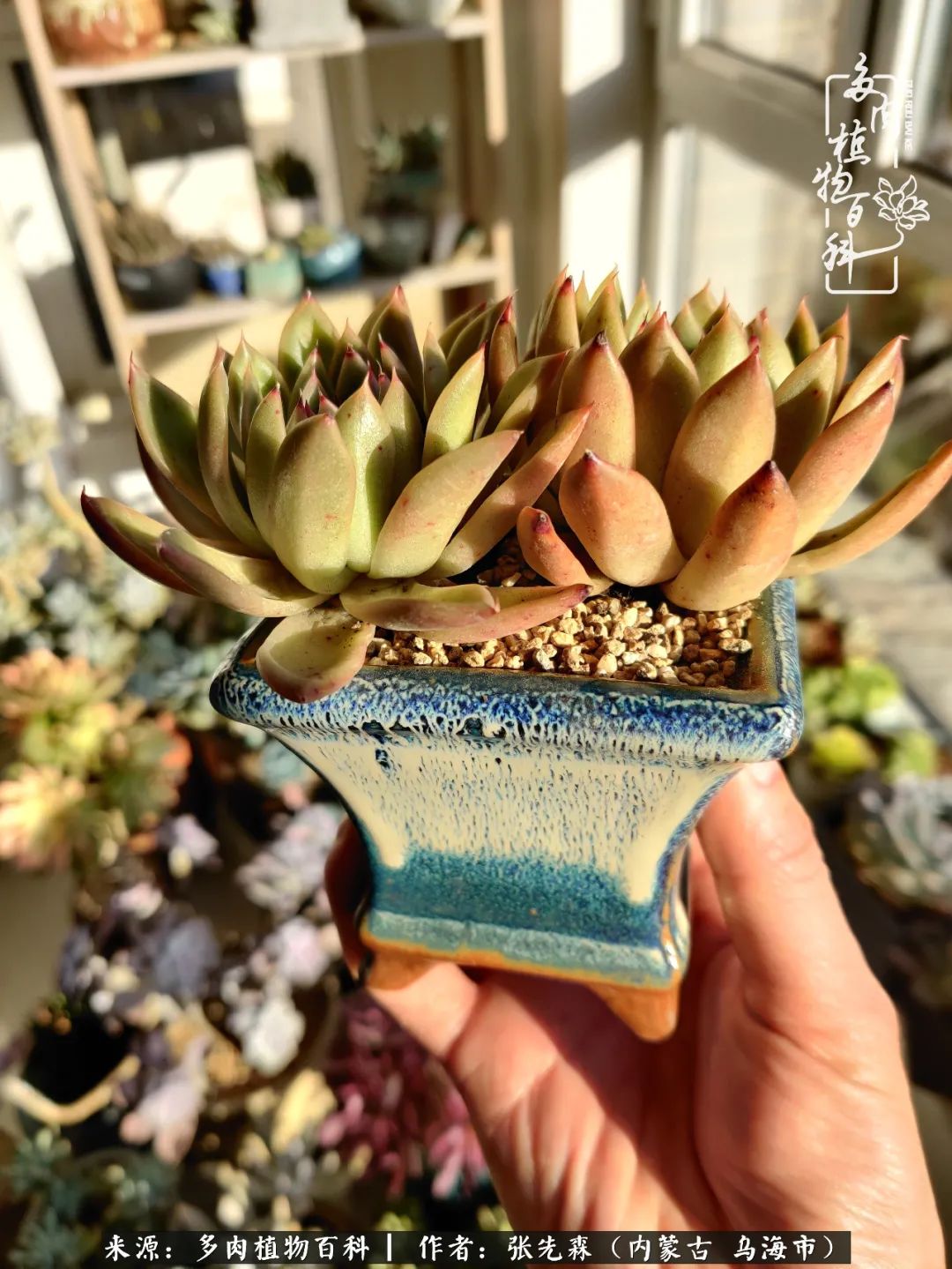 吸取教训，不断探索，英语老师的多肉碎碎念