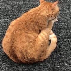 幼猫猫咪的体重多少才是正常体重,猫咪肥胖标准图