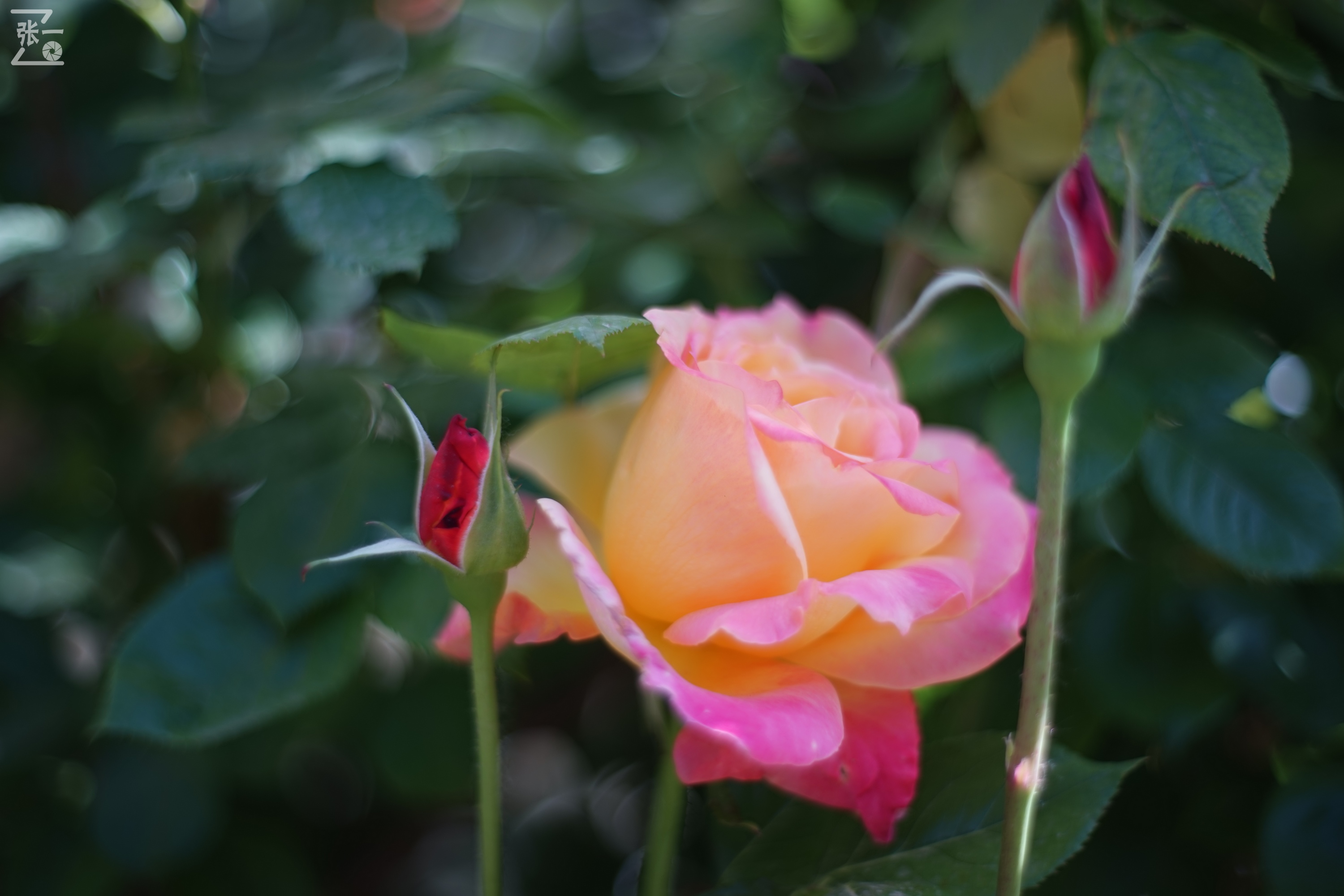 凤凰国产50mm镜头,凤凰索尼e口镜头