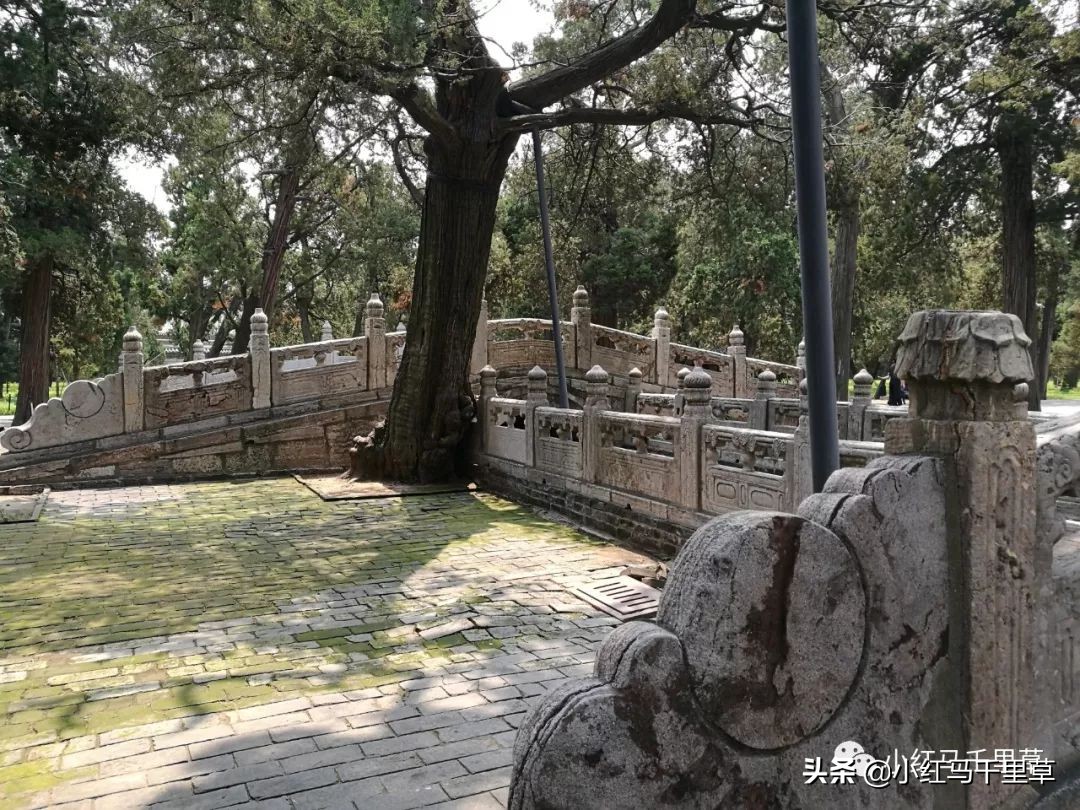 曲阜孔府孔庙孔林历史背景,曲阜孔府孔庙孔林一游