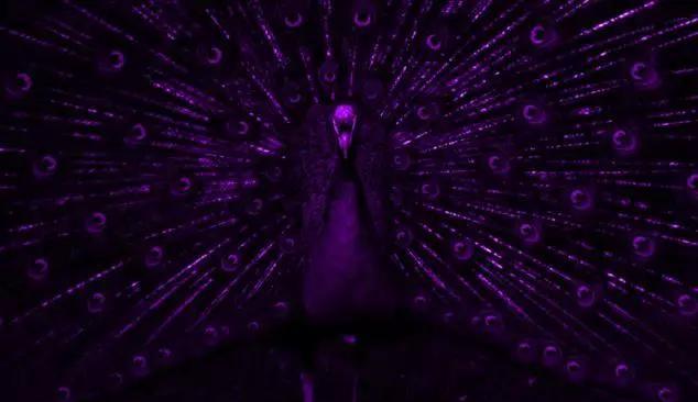 高空捉虫，水下捕鱼，还能看到紫外线，鸟类的眼睛里藏着什么秘密