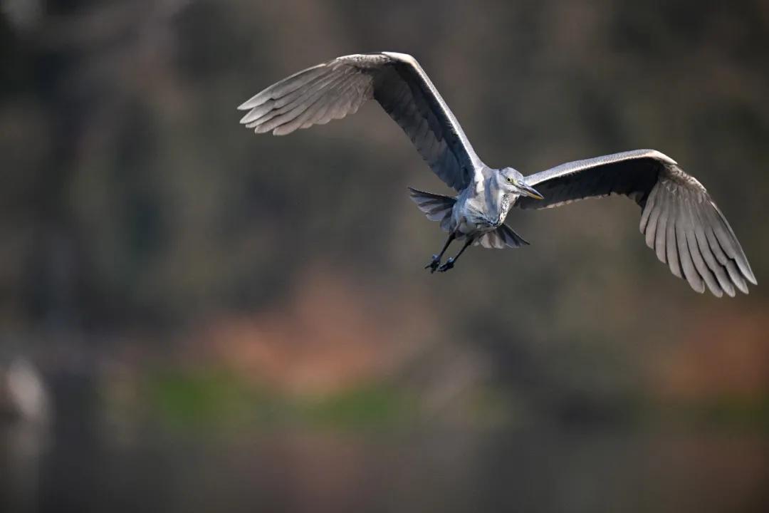 尼康无反相机z9价格,无机械快门相机