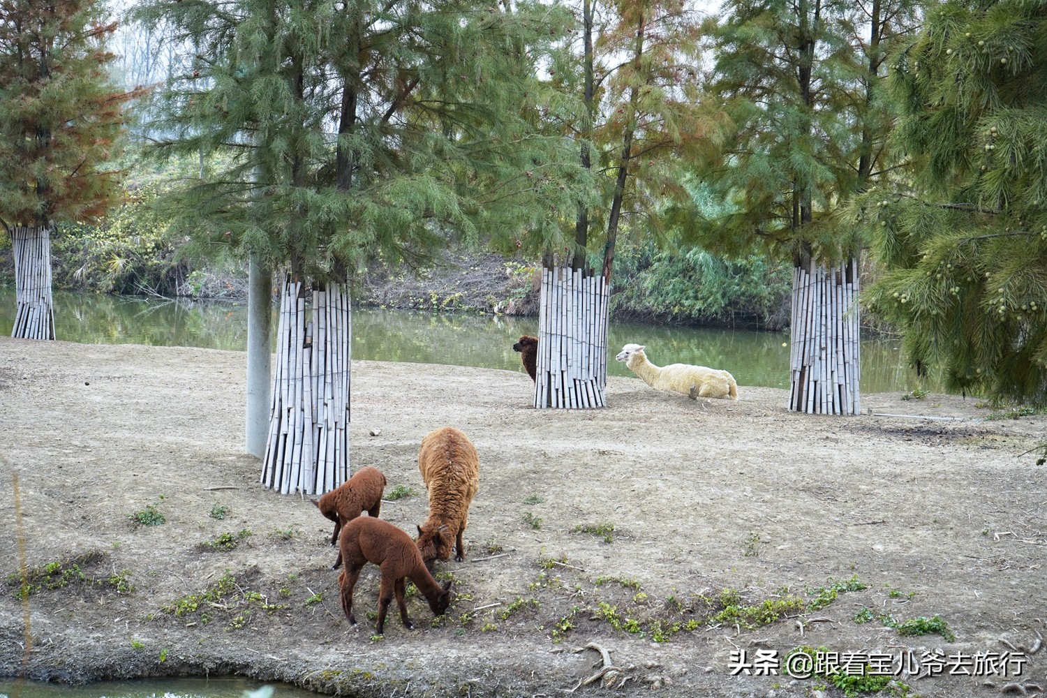南京燕雀湖水杉林,南京秋天水杉林