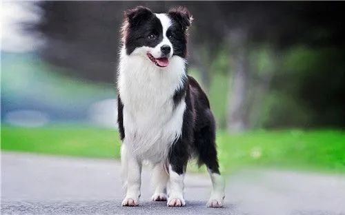 这9种狗狗最适合女人养了,最适合新手养的三种狗狗