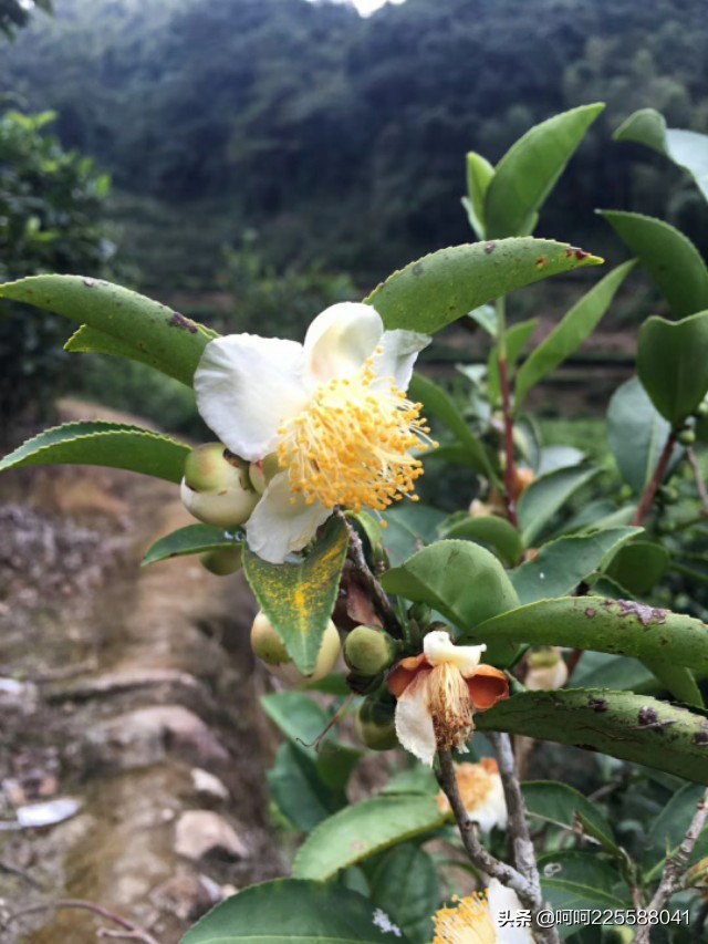 假日山村游玩,假日凤凰山旅游攻略