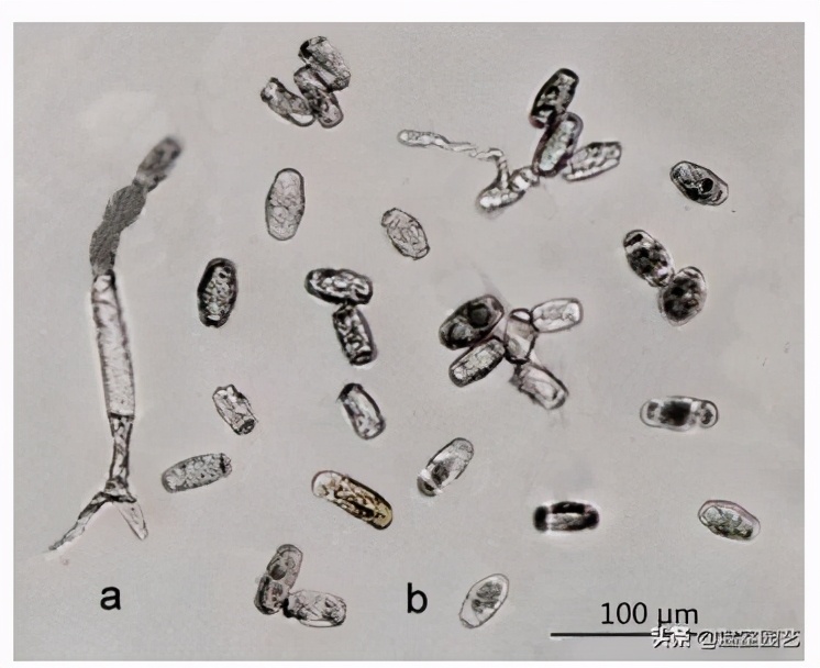 菊花白锈病症状,菊花白粉病的鉴定与防治