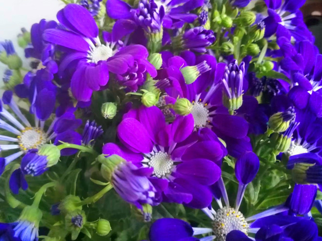 瓜叶菊越冬注意事项,瓜叶菊叶子有白粉病怎么处理