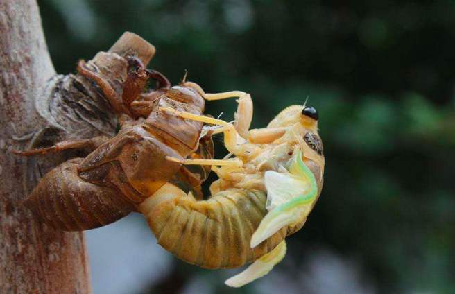 人工金蝉养殖新技术教程,抖音助农人工养殖金蝉