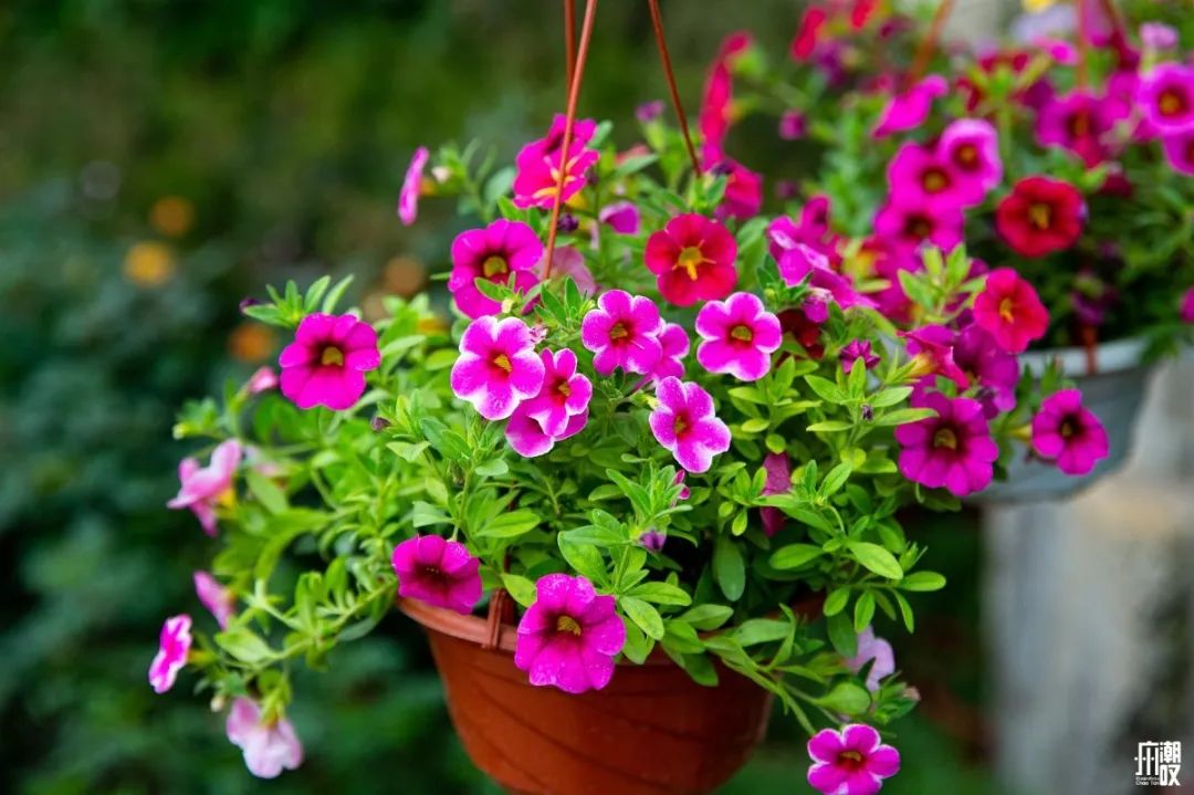 深夜去广州的花卉市场买花,如何逛斗南花卉市场买花便宜