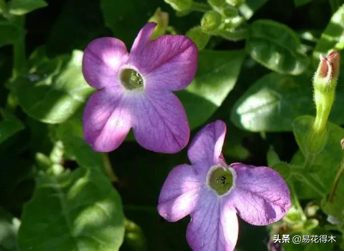 草烟跟香烟的区别,草烟是什么样子的