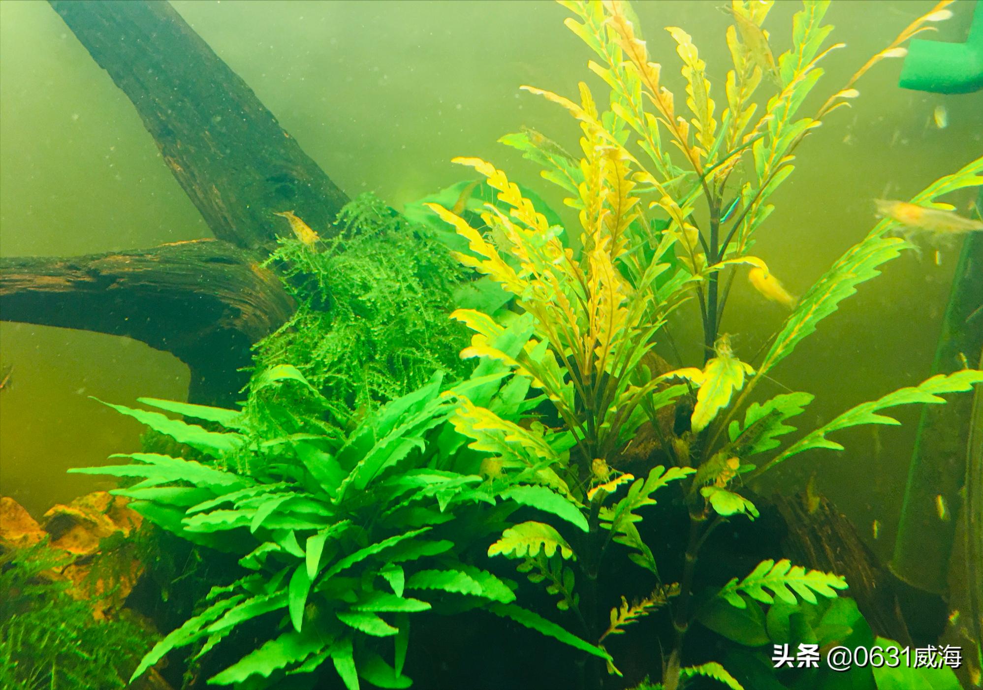 三合一水泵怎样工作,三合一小鱼缸水泵正确用法