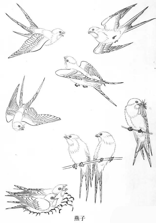 工笔画飞禽画法,工笔飞禽画谱教程