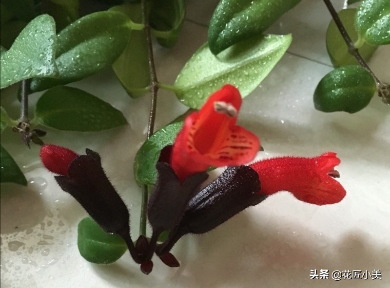 口红吊兰怎么养才能更旺盛视频,口红吊兰叶子发黄掉落是怎么回事