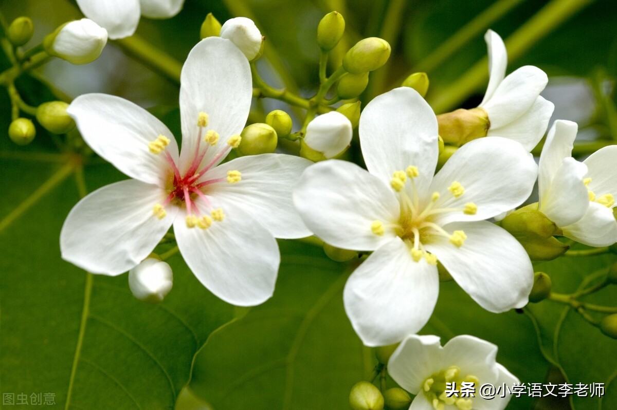 写植物作文的方法与技巧,写一种植物作文的方法与技巧