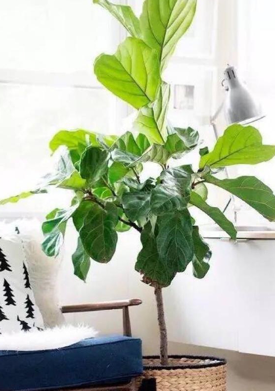 适合室内养的吸收甲醛的大型植物,可以帮助房间除甲醛的10种植物