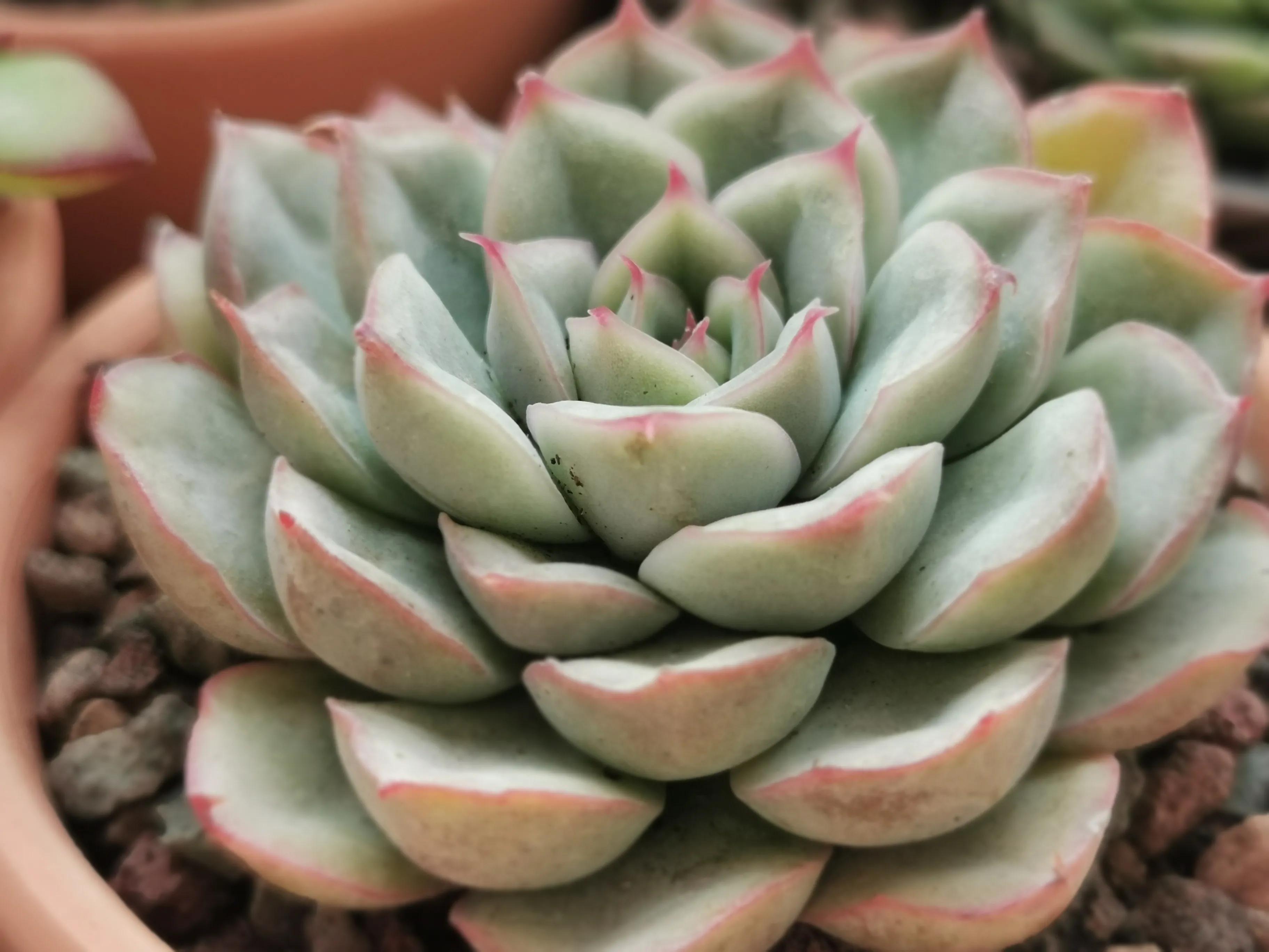 新购大单头多肉上盆,多肉品种大全大集合