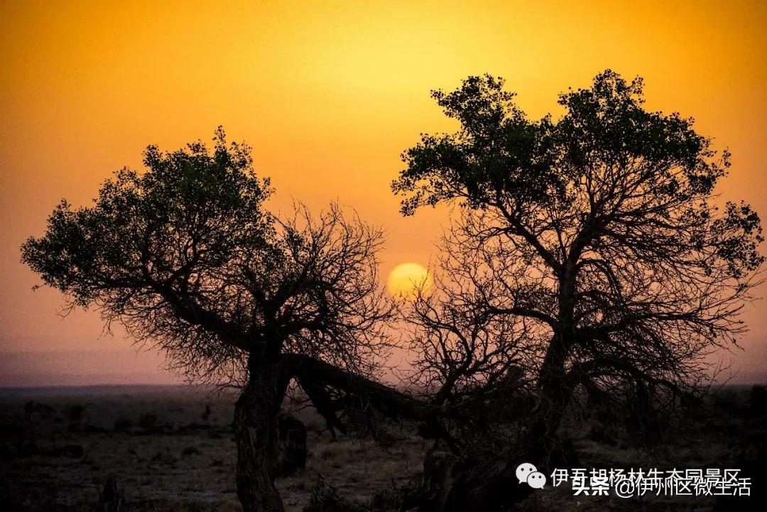 新疆哈密地区伊吾县,新疆哈密伊吾县视频