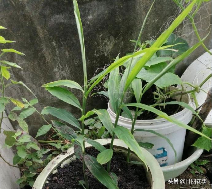 种生姜方法在家阳台,家里阳台种生姜的方法