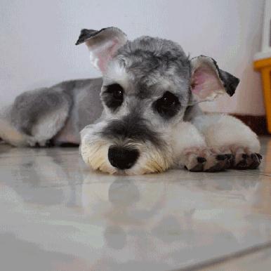 第1次想养纯种狗应该怎么挑,纯种狗和不纯种哪个好养