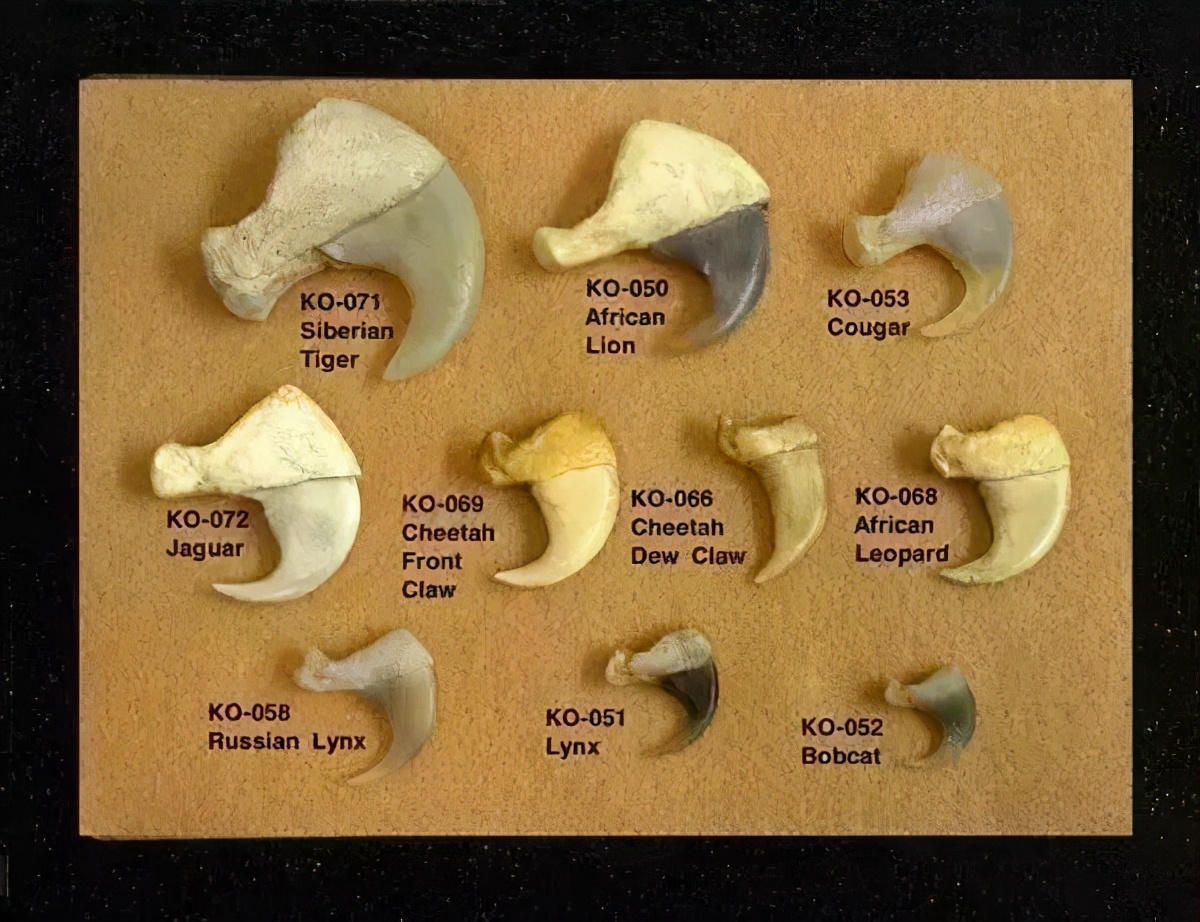 东北虎下山进村伤人老虎被鹅咬,东北虎下山进村伤人最后怎么样了