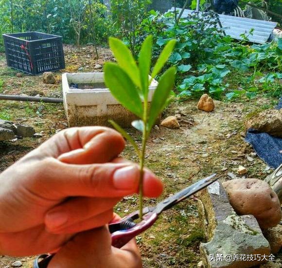 快死的杜鹃花还能救活吗,杜鹃花刚栽活就掉叶子怎么办