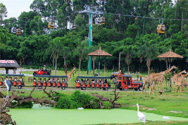 哪里有大熊猫动物园,哪些动物园值得看大熊猫