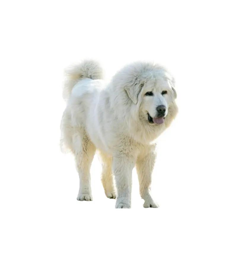 滨州48种烈性犬标准,滨州烈性犬最新规定