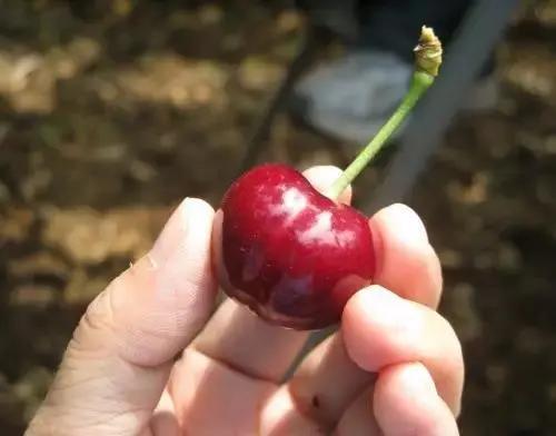 西安西郊摘樱桃最佳地方,长安区附近樱桃采摘的地方