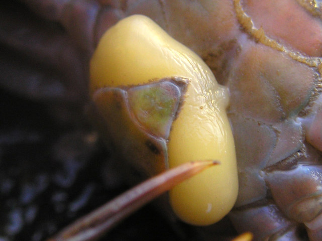 蟹奴寄生在母螃蟹上吗,蟹奴寄生的只有公蟹吗