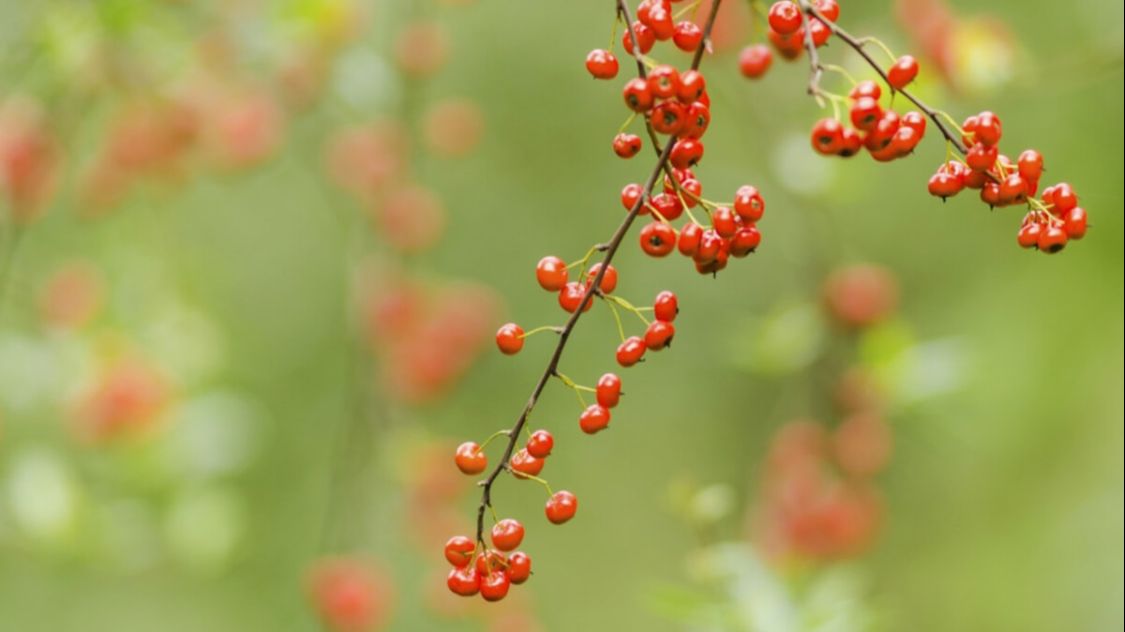 摘抄一首描写山水田园风光的诗,描写田园风光的四句诗词