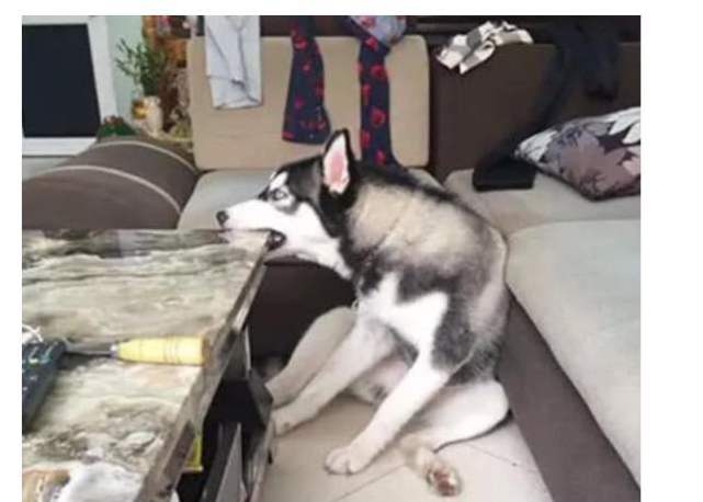 狗狗的前腿断了的特征,狗狗天生前腿畸形还能治么