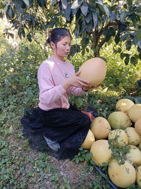 助农优选赣南脐橙,助农崀山脐橙