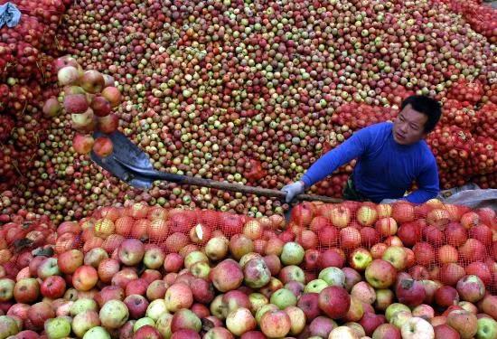 苹果滞销现在怎么样,苹果滞销现状及处理方案