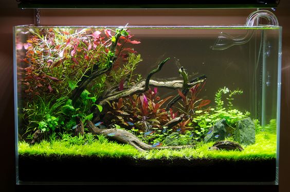 草缸能不能用河沙,草缸能用沙子养鱼吗