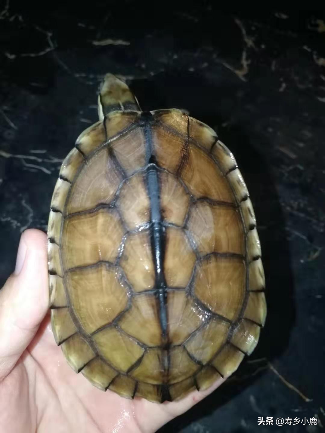 石金钱龟常见疾病及处理方法,养金钱龟有什么讲究和忌讳