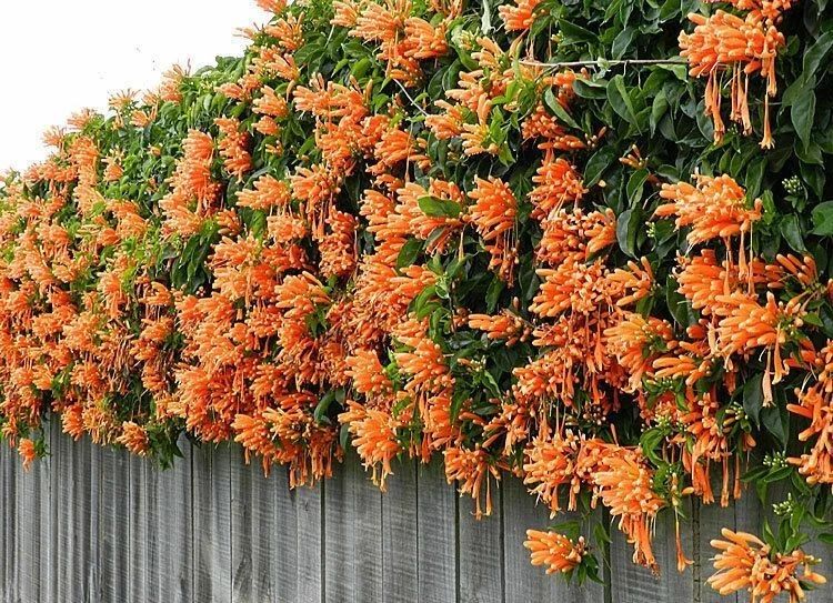 适合室内不怕晒的植物,适合潮湿环境养的植物