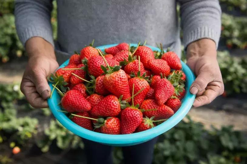石家庄草莓采摘基地推荐,石家庄周边采摘园摘草莓