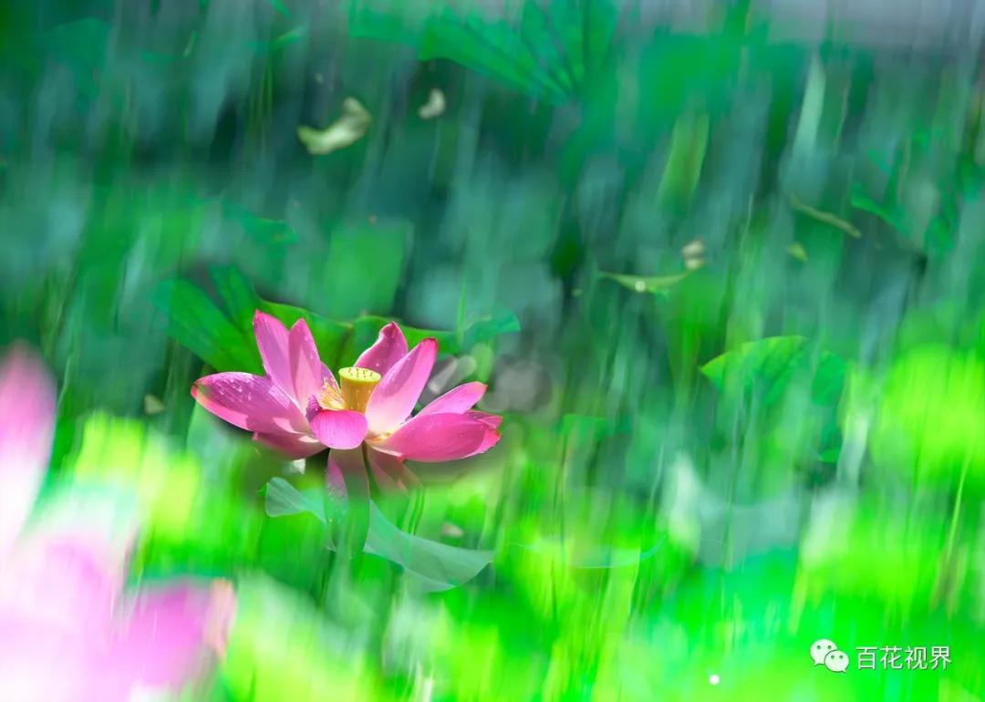 邯郸市女性摄影家,邯郸市女子摄影协会