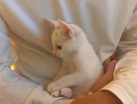 流浪猫被好心人收养后变成粘人,救助小猫被粘鼠板粘住扔到垃圾桶