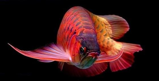 龙鱼该怎么养,养龙鱼的鱼缸