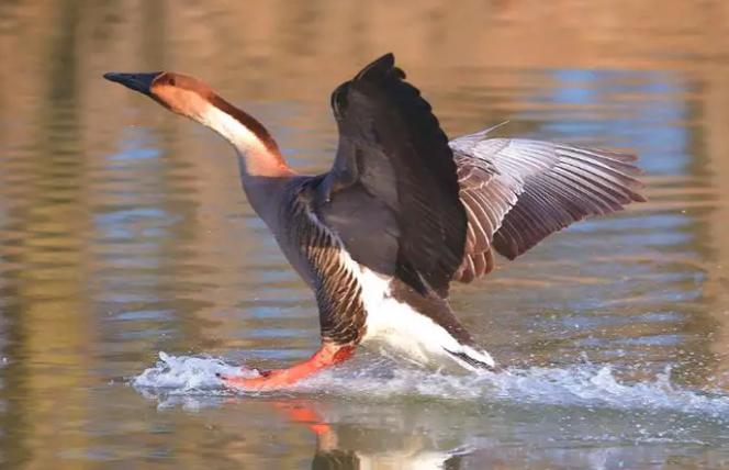 美洲雁养殖方法和注意事项,幼雁怎么养