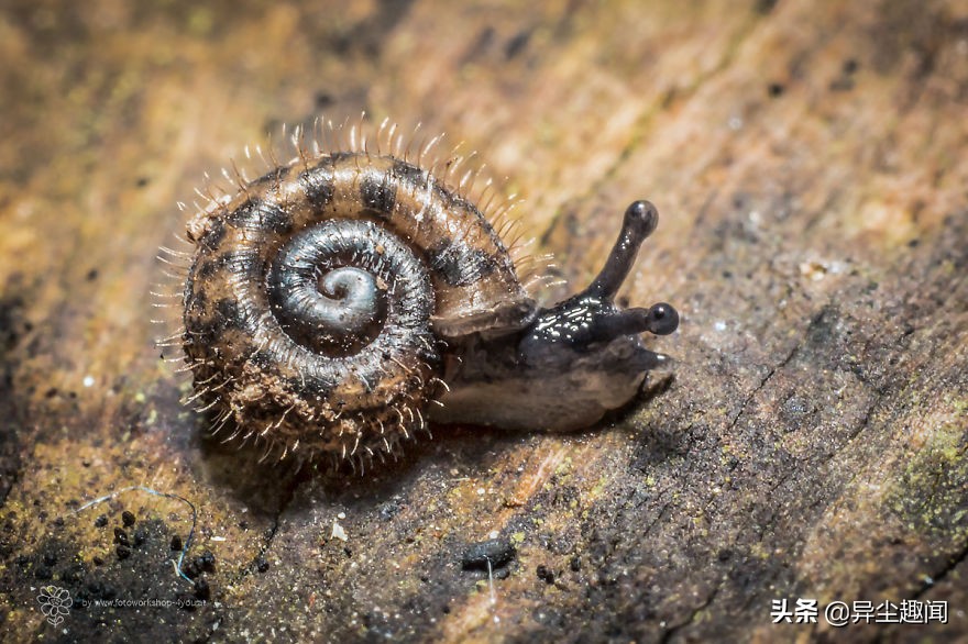 最漂亮的蜗牛图片,100幅蜗牛图片