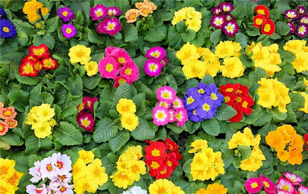 花卉绿植种植大全,温室常见的花卉