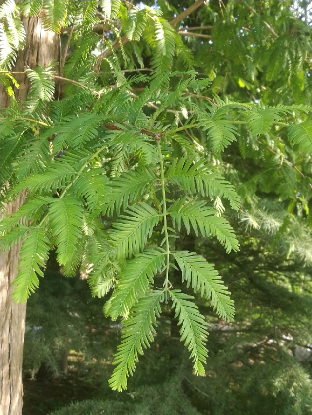 银杏水杉的化石图片,挺拔的水杉