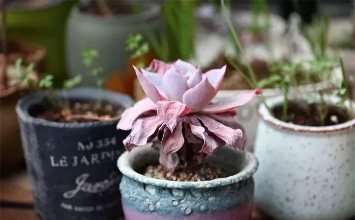 冬天种多肉上盆后多久浇水,入冬了多肉用什么肥料